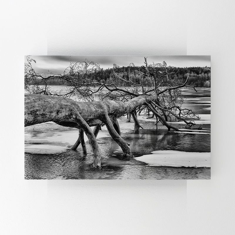 Tree in Black and White Lake Painting