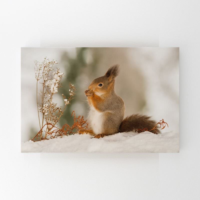 Red Snow Squirrel Painting Red Snow Squirrel Painting
